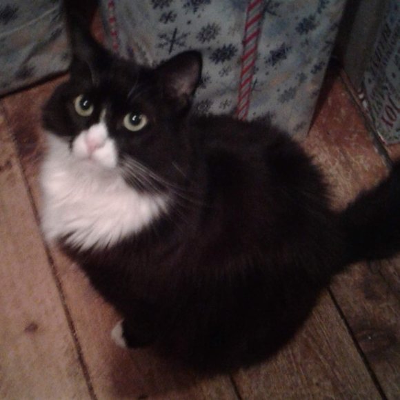 Meet your Posher, Tish - Picture 5 of 15